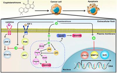 A Mini-Review of the Anticancer Properties of Cryptotanshinone: A Quinoid Diterpene Extracted From the Root of Salvia miotiorrhiza Bunge